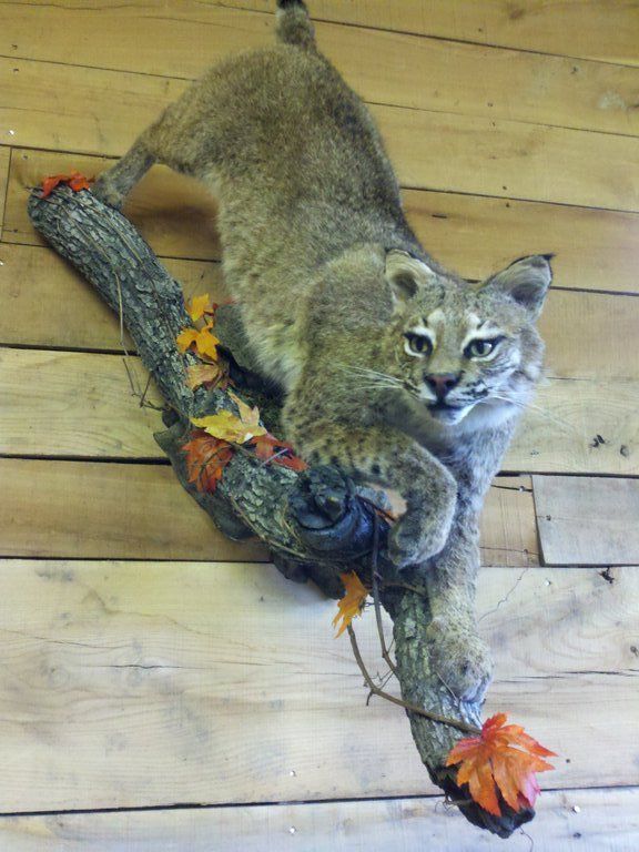 Frosty Hollow Taxidermy Small Game