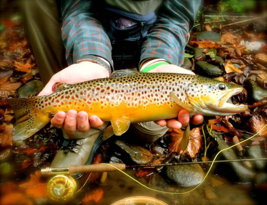 Pictures of the Day Huge, Hungry West Virginia Brown Trout Orvis News