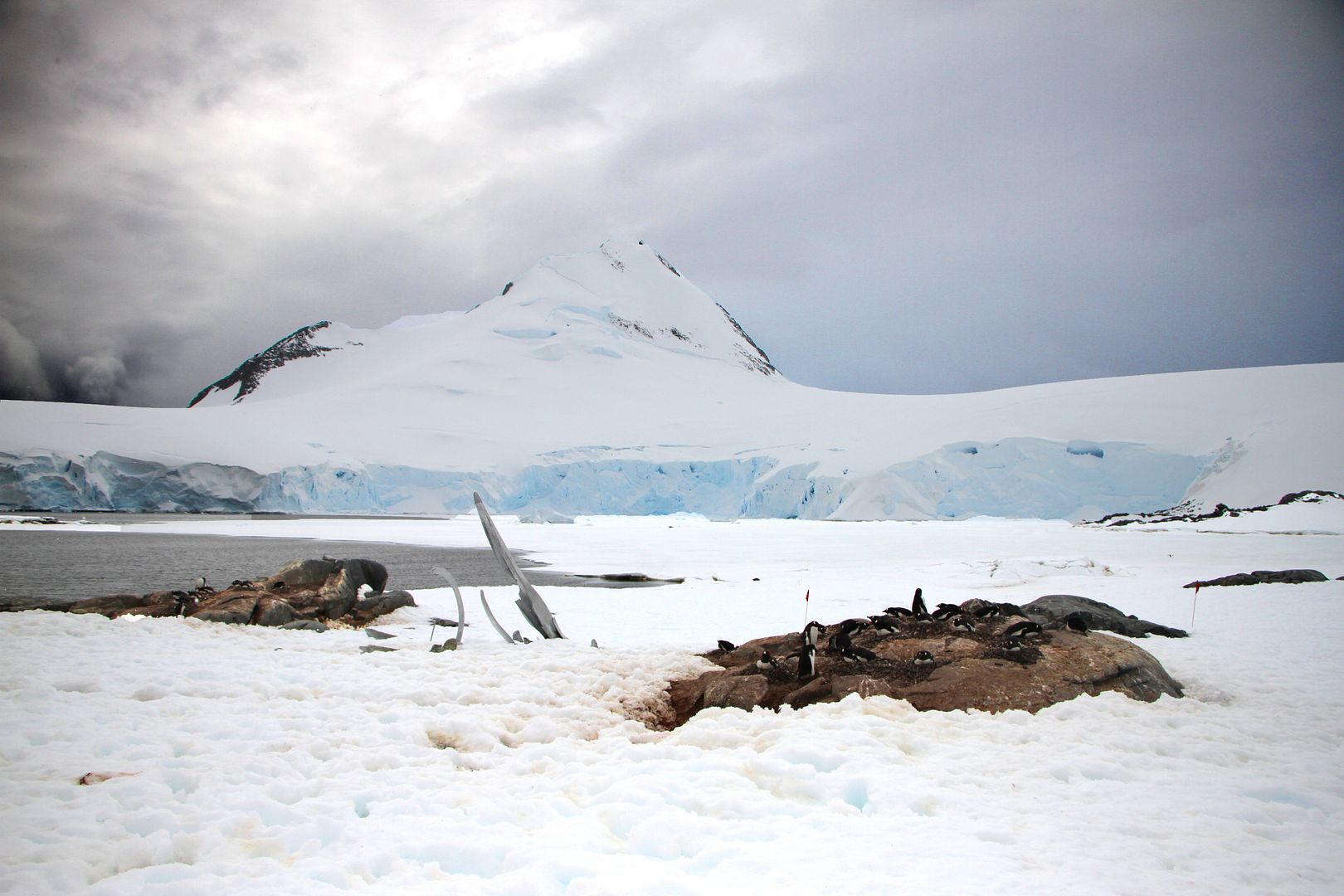 deception-island-the-awful-consequences-of-whaling-in-antarctica