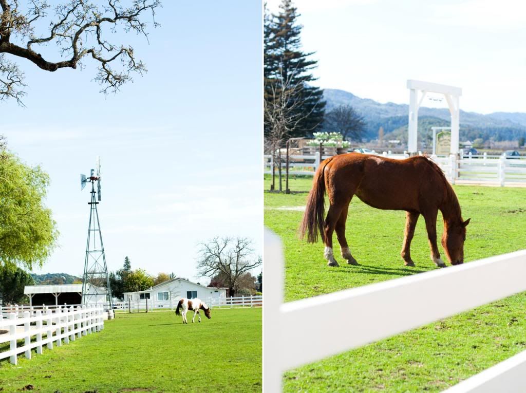 horses at nickel and nickel