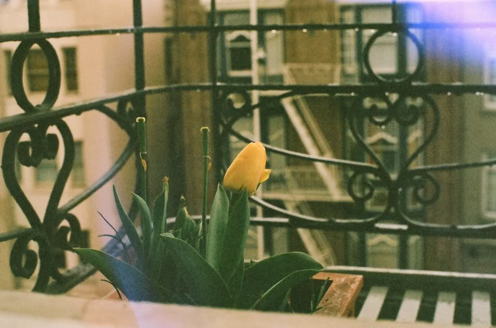 tulips on our fire escape, San Francisco