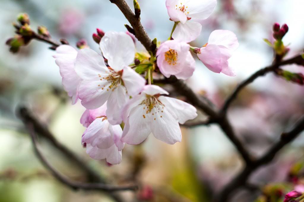 pear blossom