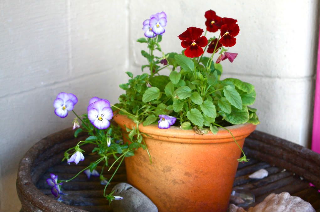 Bolinas house and pansies on the porch