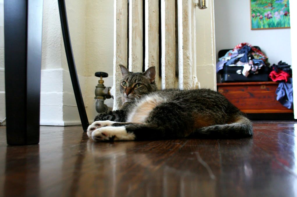 kitten by the radiator