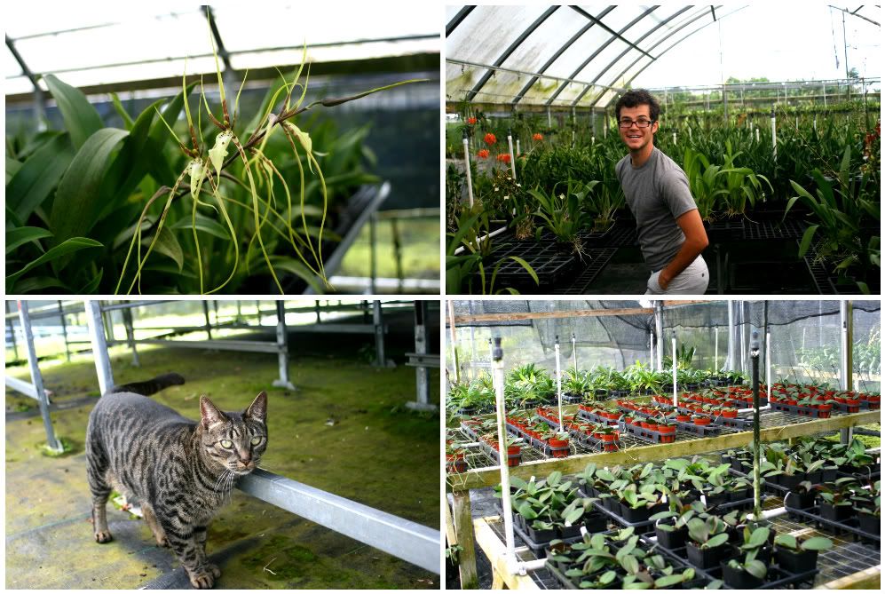 Orchid in greenhouse