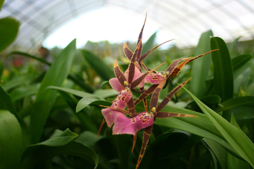Orchid in greenhouse