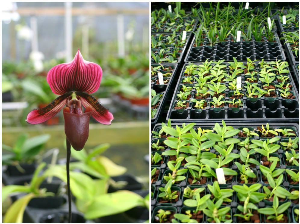 Orchid in greenhouse