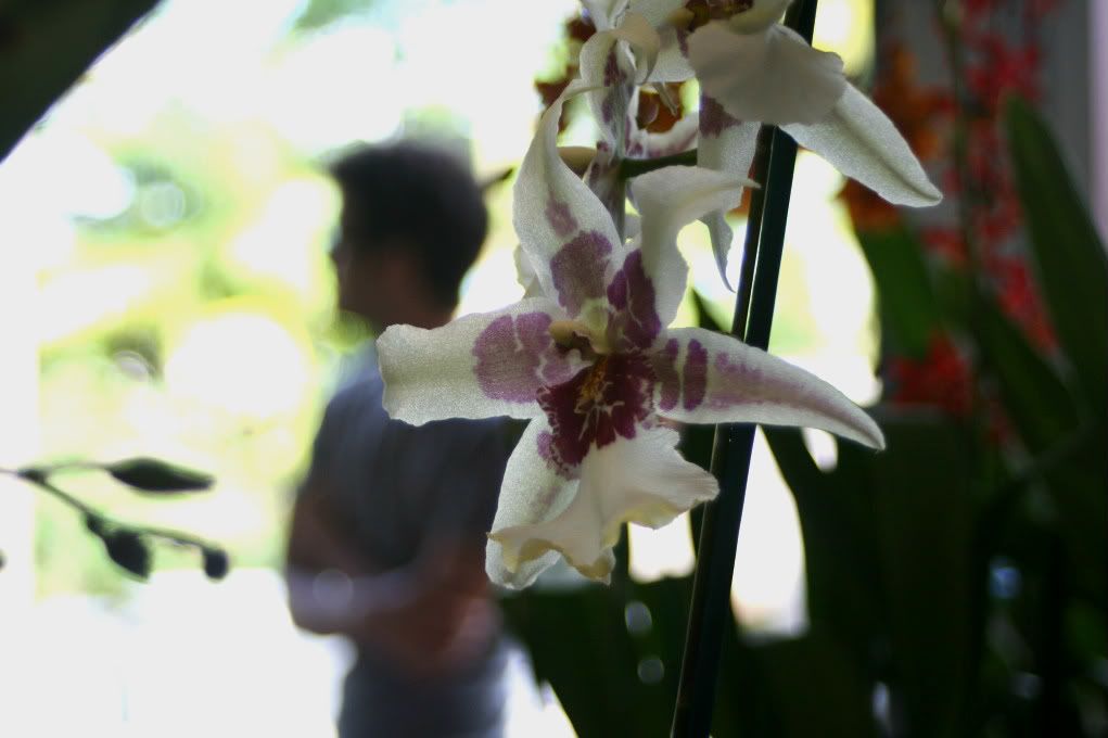 orchid and silhouette