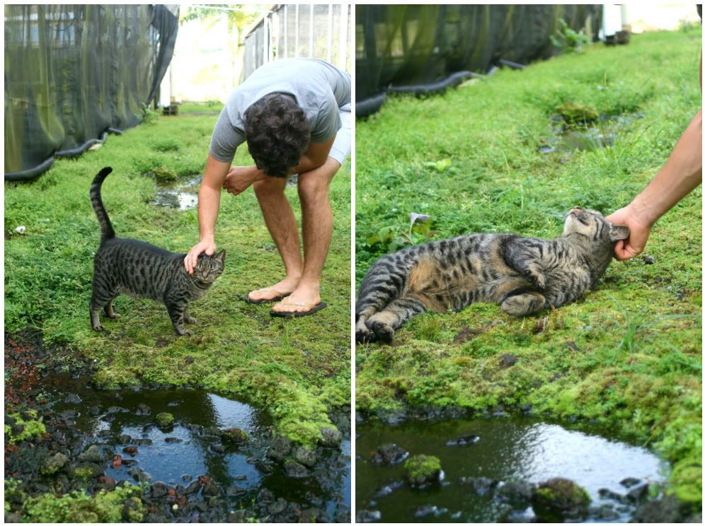 Jeffery petting dark tabby kitty