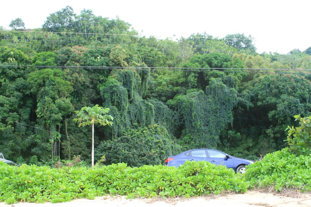 kauai car in jungle