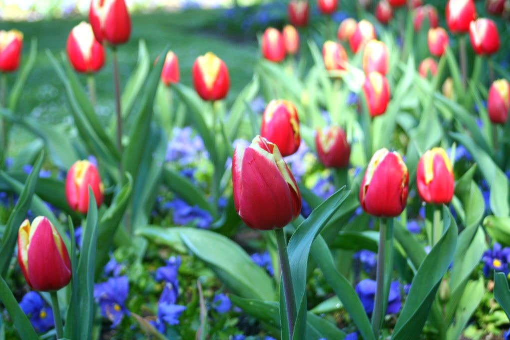 tulips and poppies in golden gate park