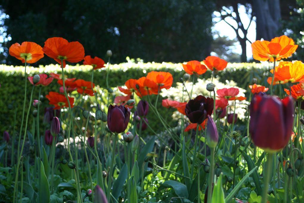 tulips and poppies in golden gate park