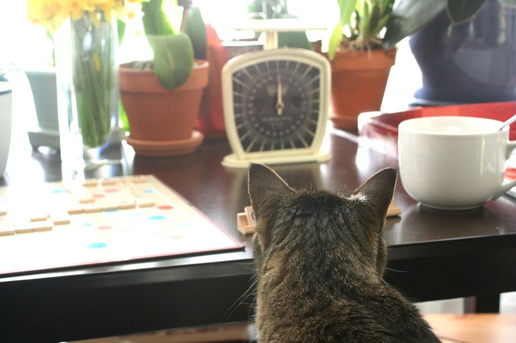 kitty playing scrabble