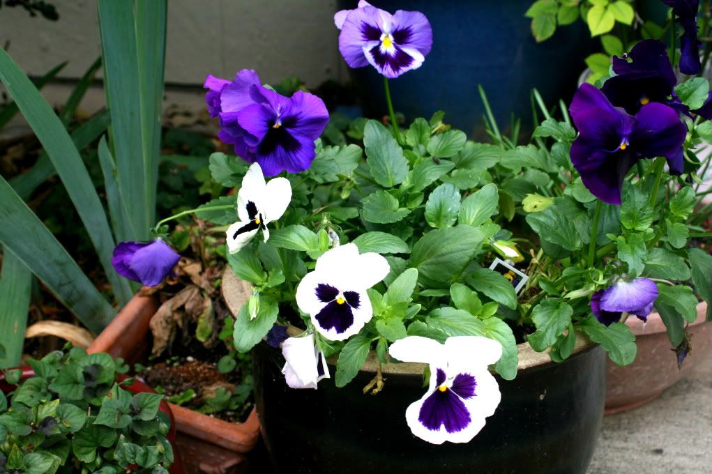 pansies