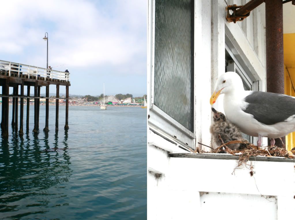 santa cruz pier and baby gull
