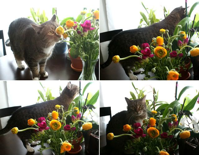 Marina's birthday flowers with kitty