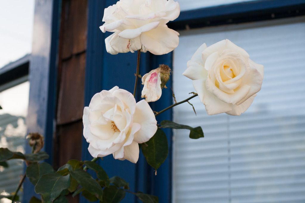 roses up close