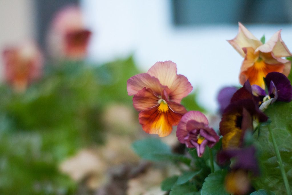 pansies