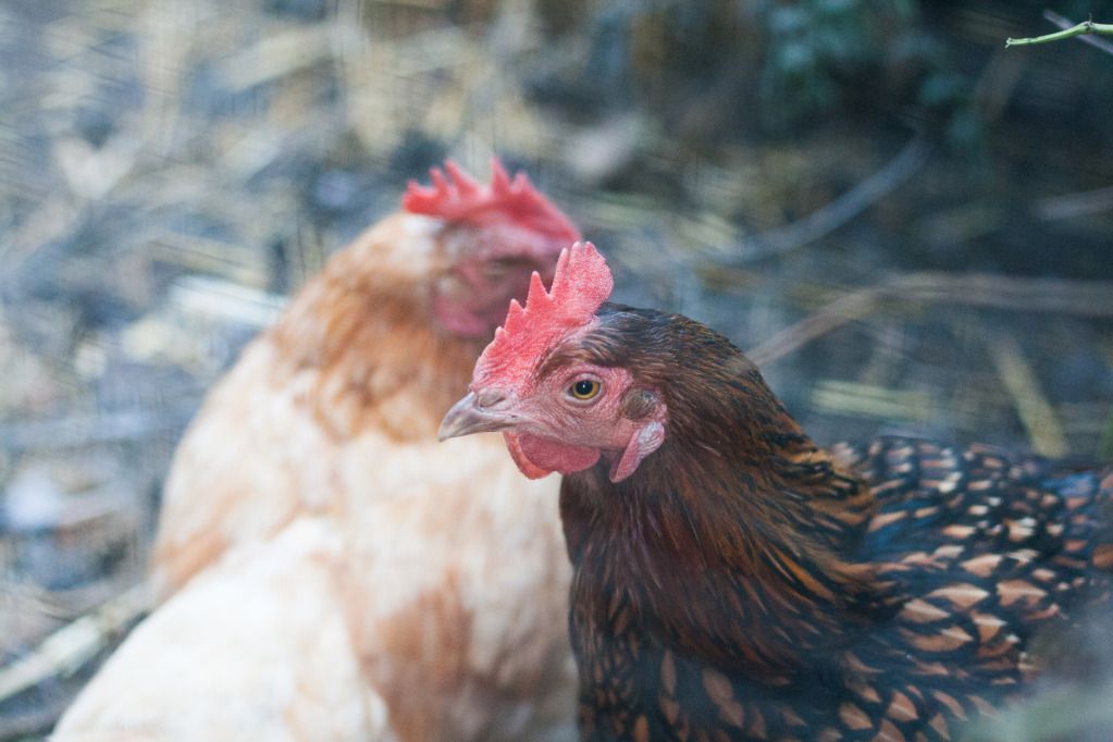 chickens in oakland