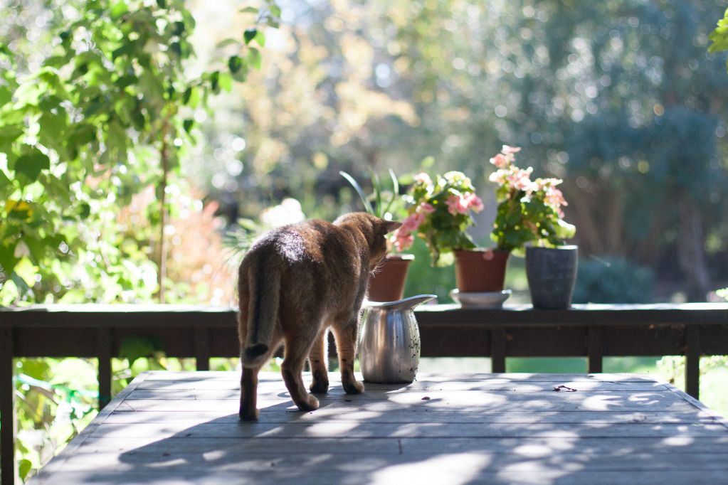 cat sniffing jug of water