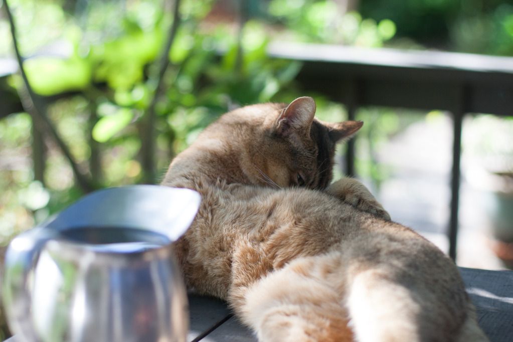 soft and fuzzy belly of a cat