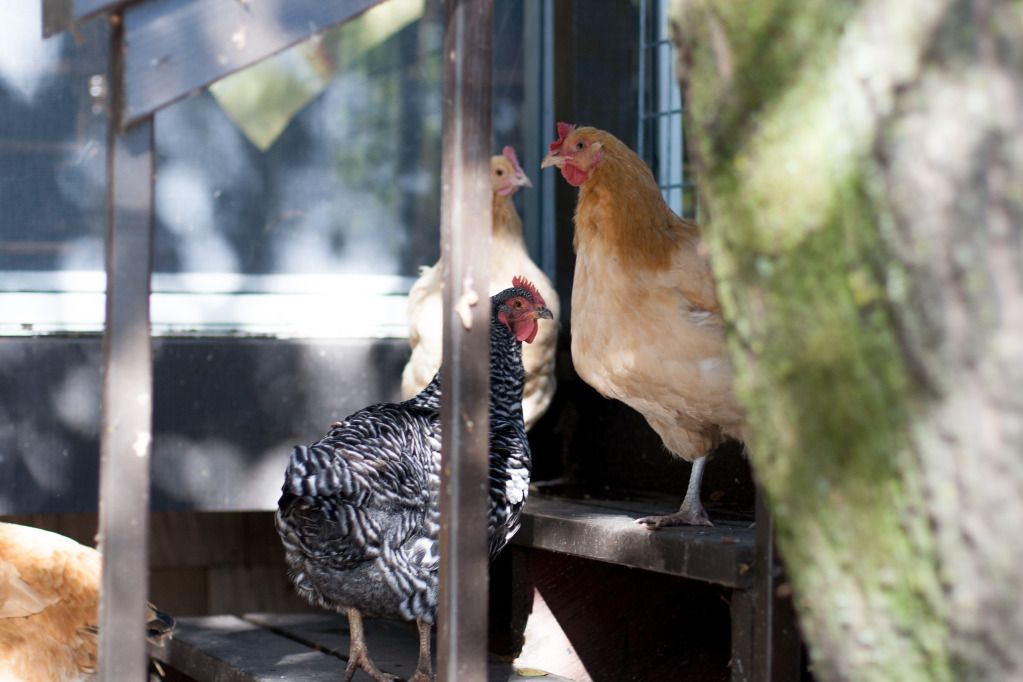 chickens on the steps