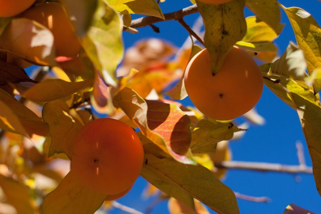 persimmon orange against blue sky