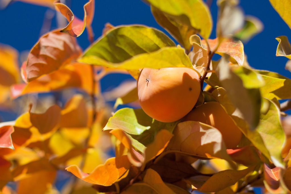 persimmons