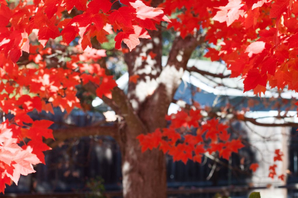 red maple tree