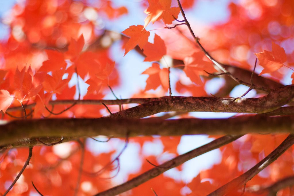 red maple leaves