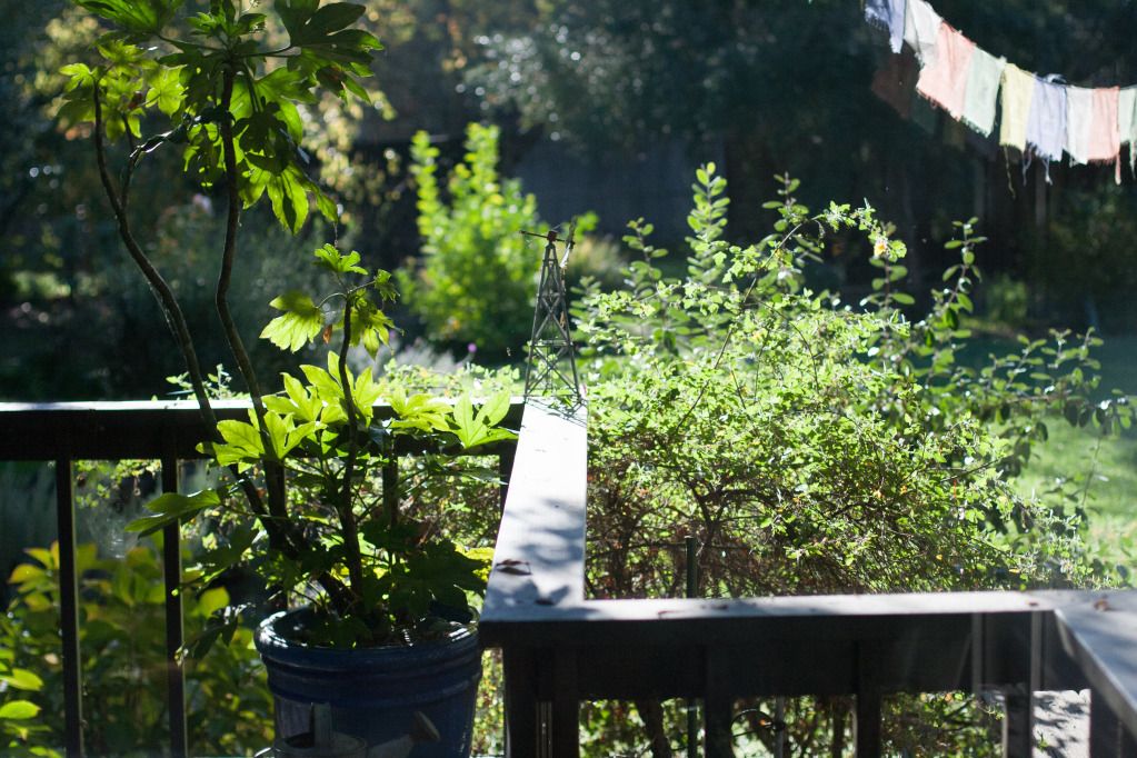 looking through the window at the garden