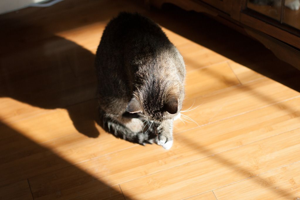 kitty in the sun
