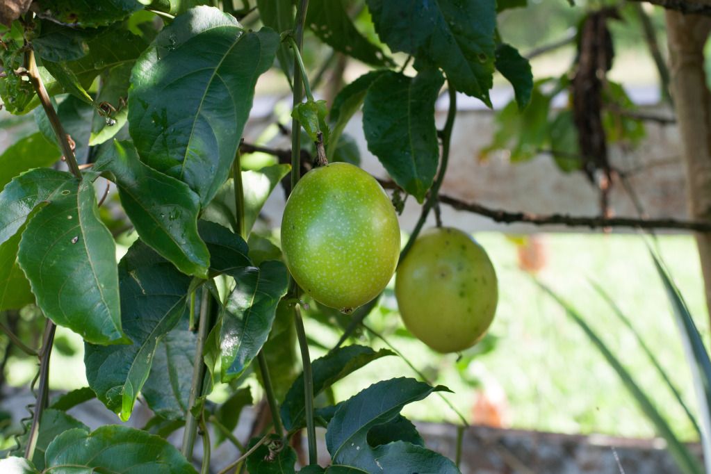 lilikoi passion fruit