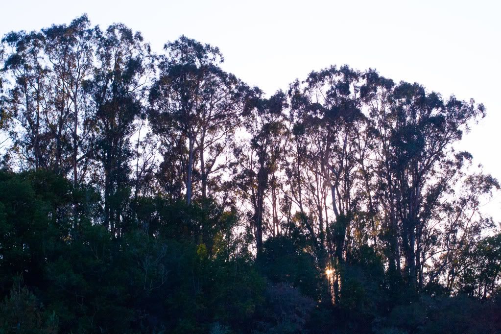 tilden park eucalyptus