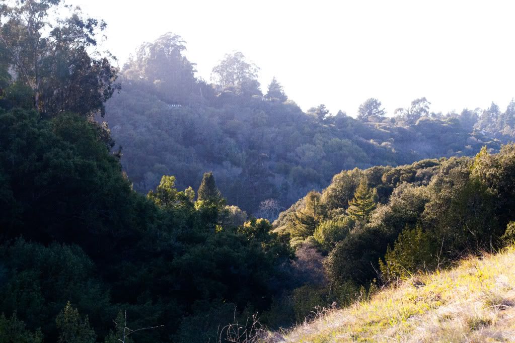 tilden park tree line