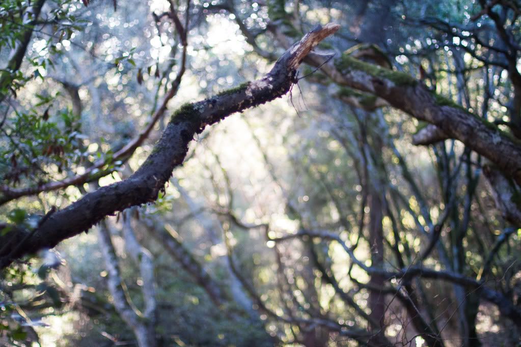 tilden park light through the trees