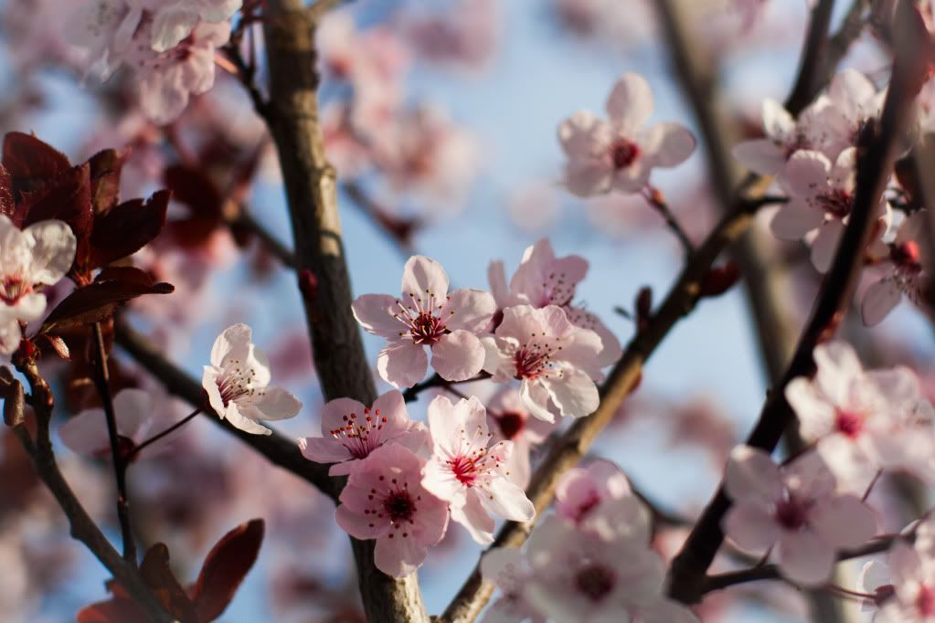 plum tree blossoms