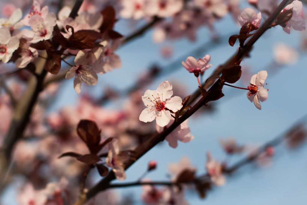 pink blossoms