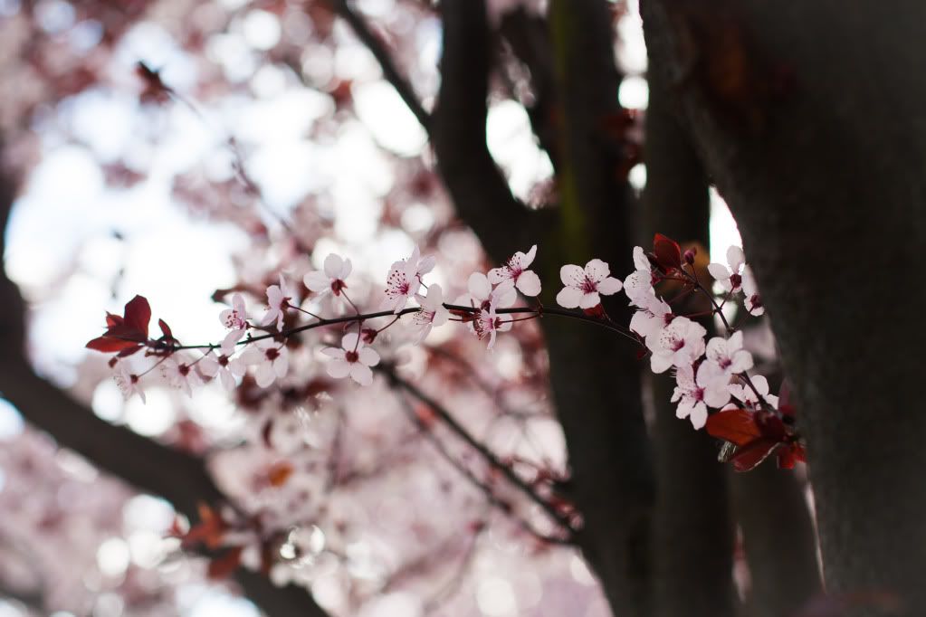 spring tree