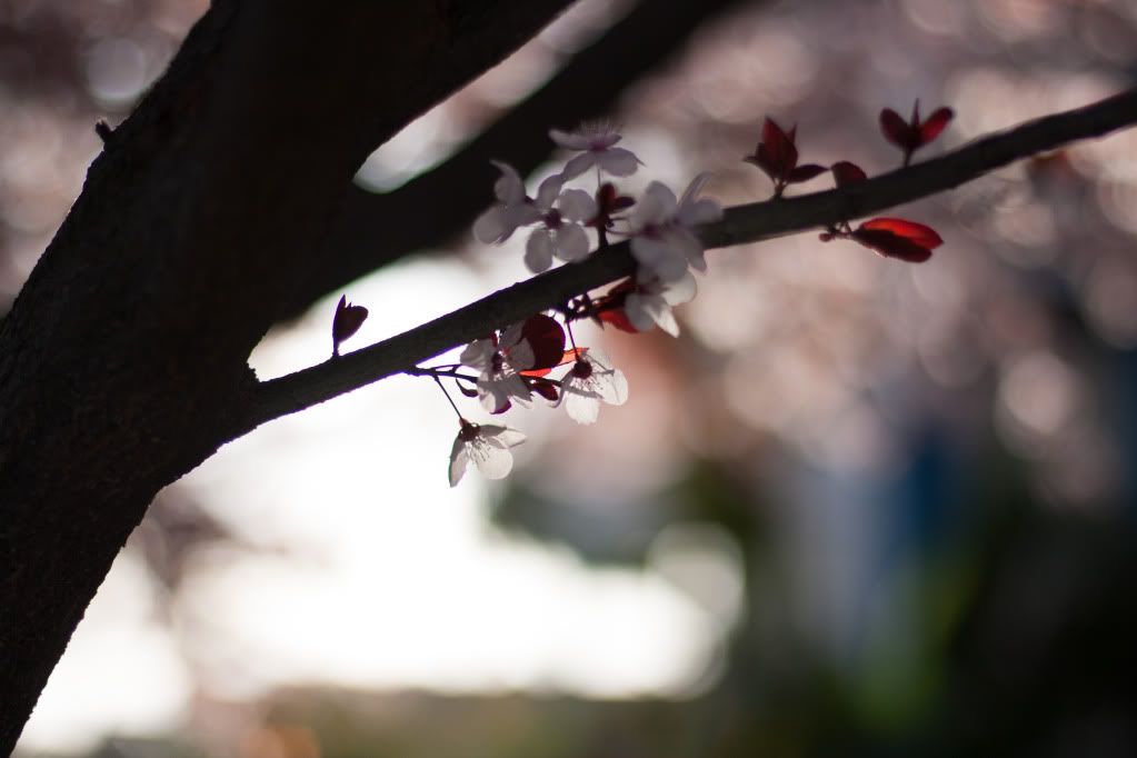 plum flowering