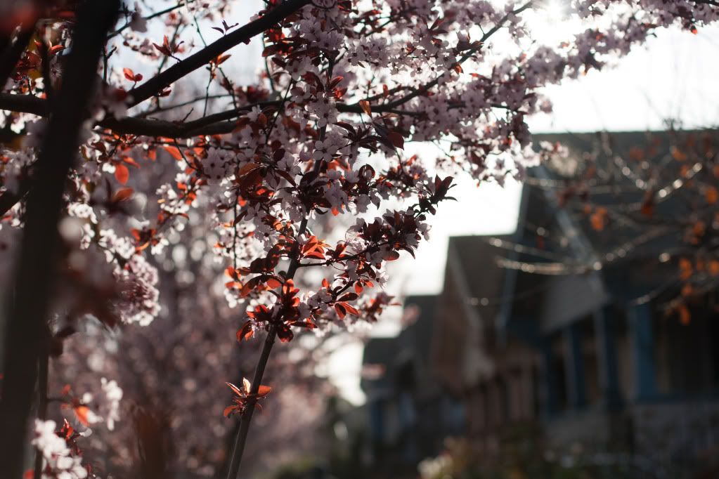 fruit trees houses