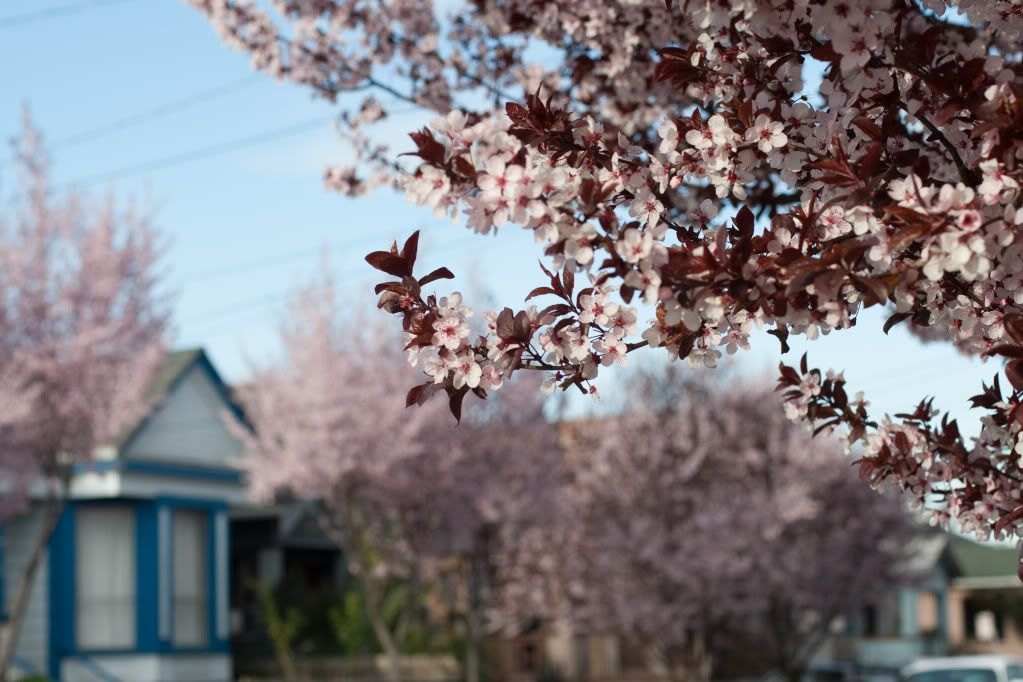 blue house oakland plum tree blossoms pink