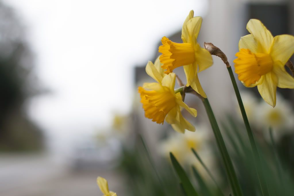 daffodils in marshall