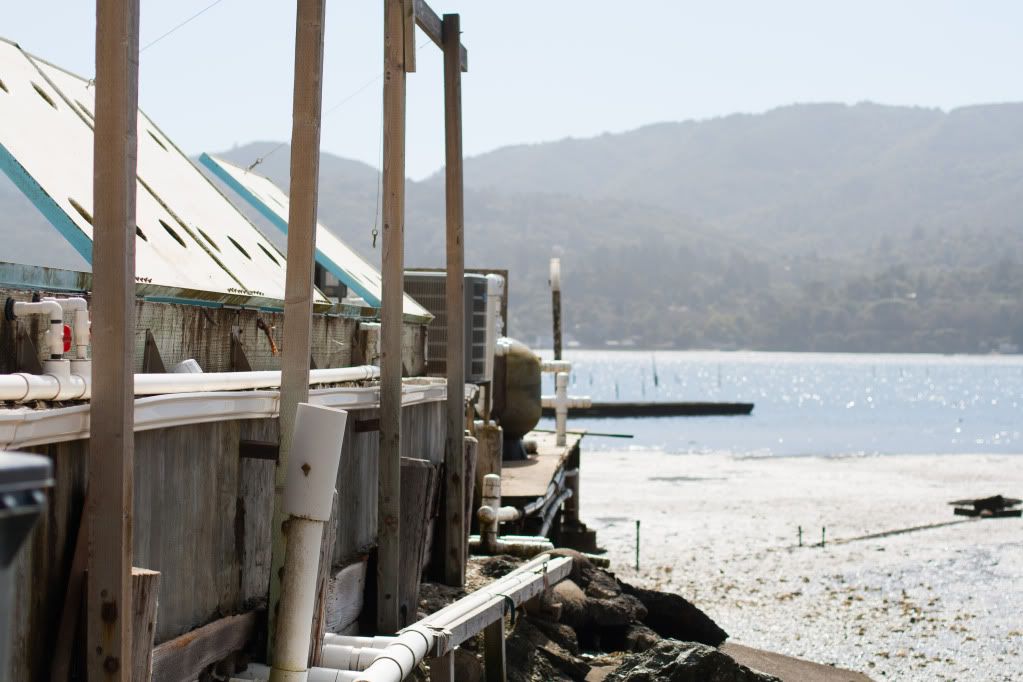 tomales bay oyster company view