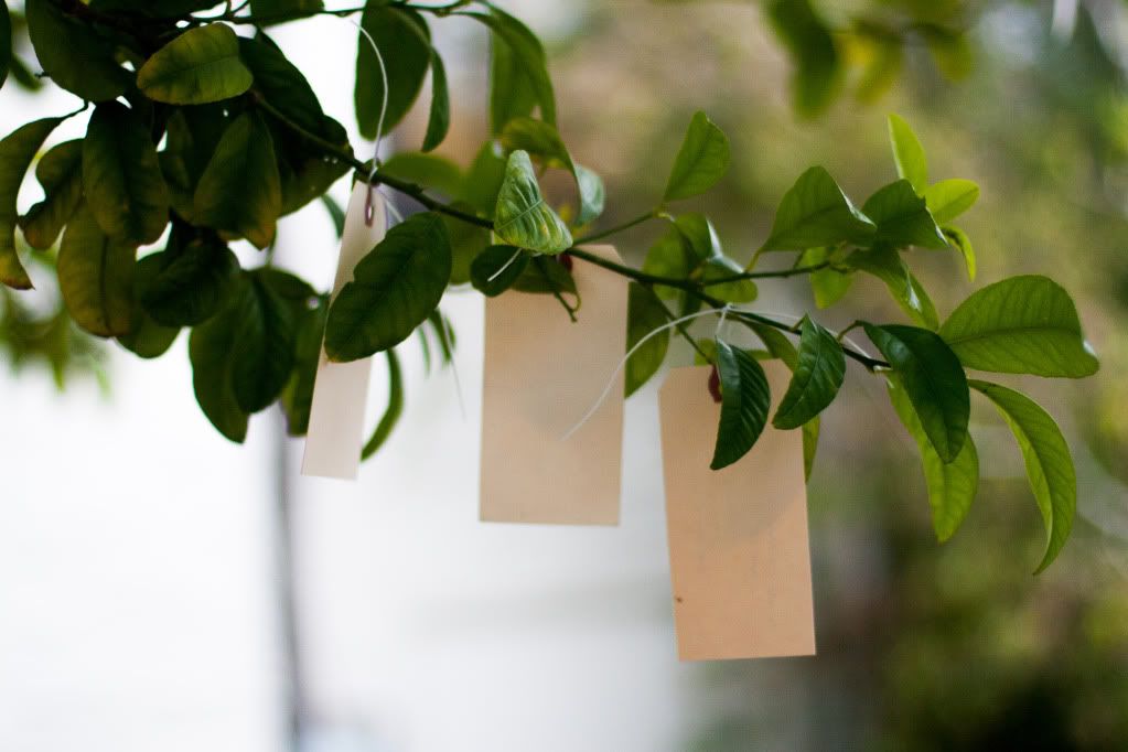 wishes on tree