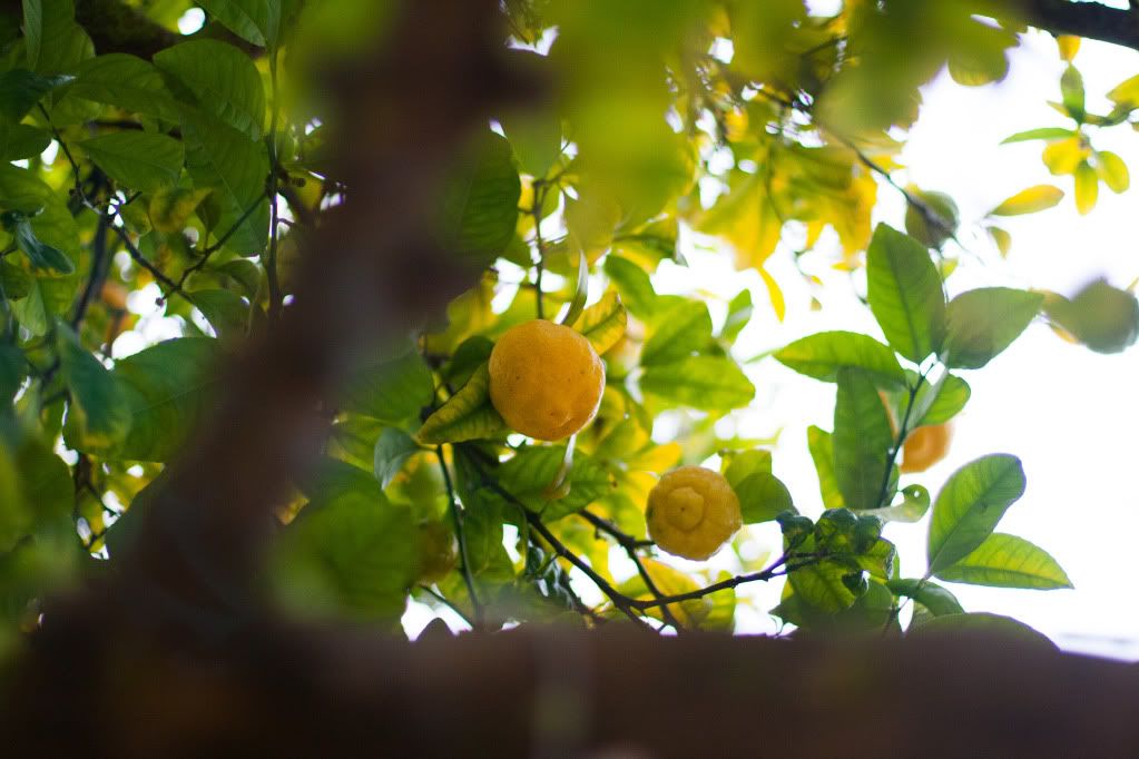 lemon wish tree