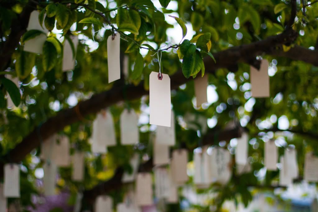 wish tree Berkeley california