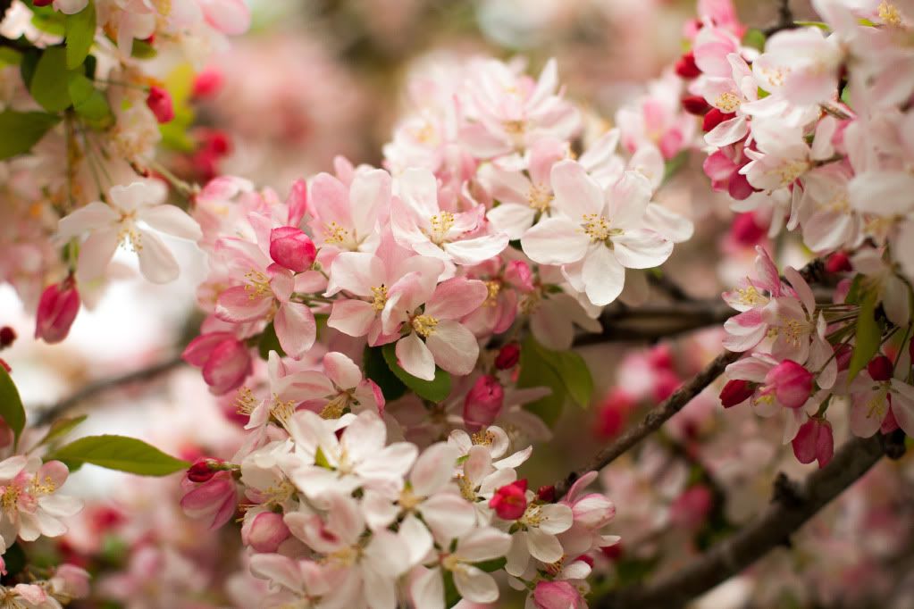 pink apple blossoms
