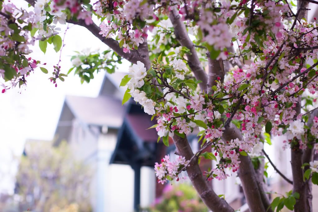 apple tree blossoms and houses