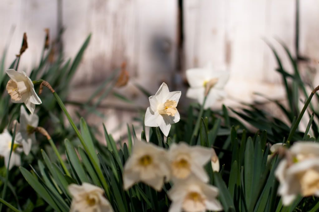 daffodils in the dust